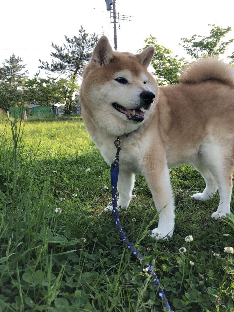 柴犬の脱走防止イメージ