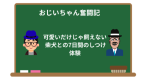 可愛いだけじゃ飼えない――私と柴犬の7日間のしつけ体験と学び