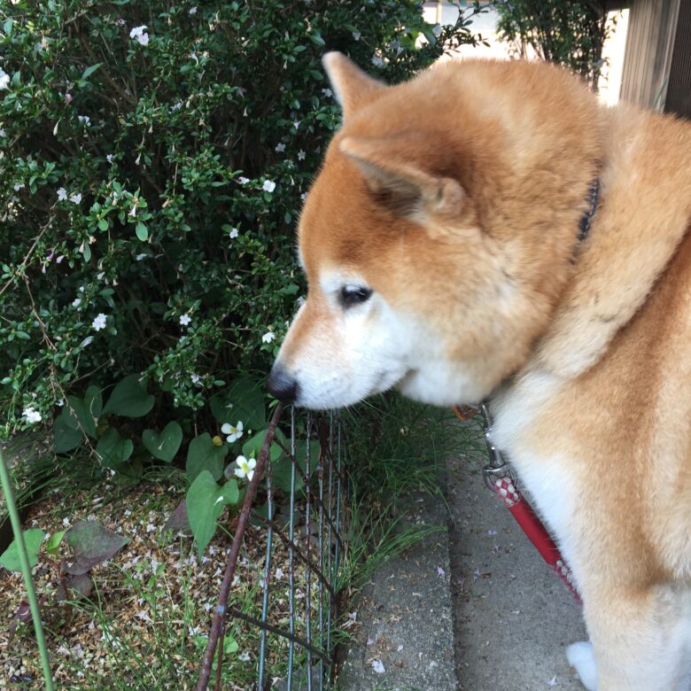 ごはんを見つめる柴犬